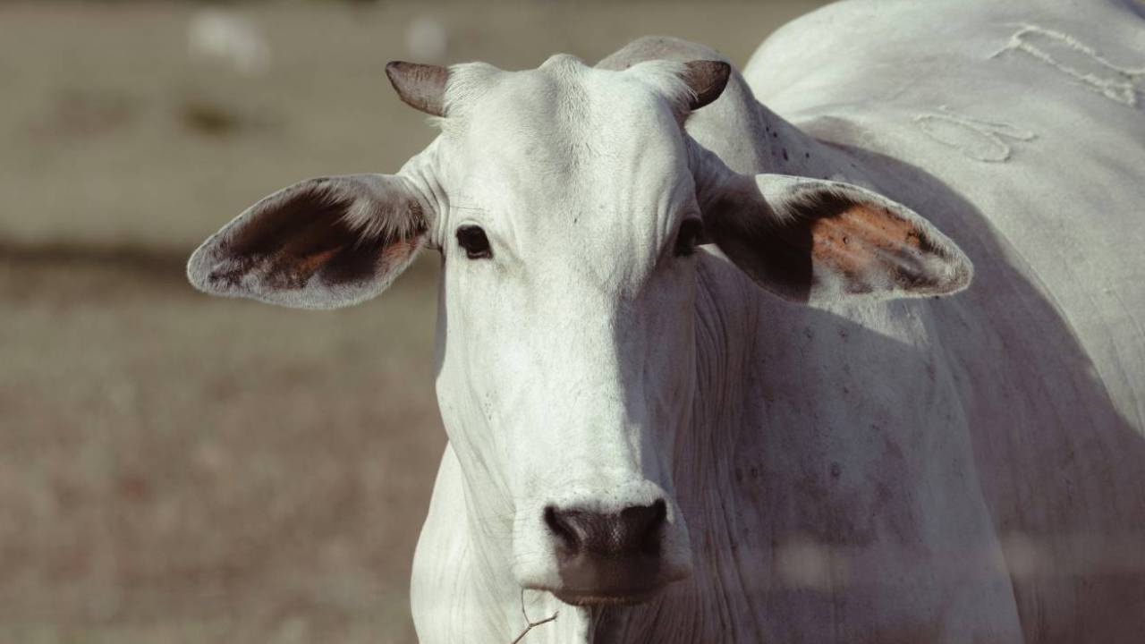 महाराष्‍ट्र में गाय-भैंस हो रहीं हीटस्‍ट्रोक का शिकार, जानें इसके लक्षण और उपचार