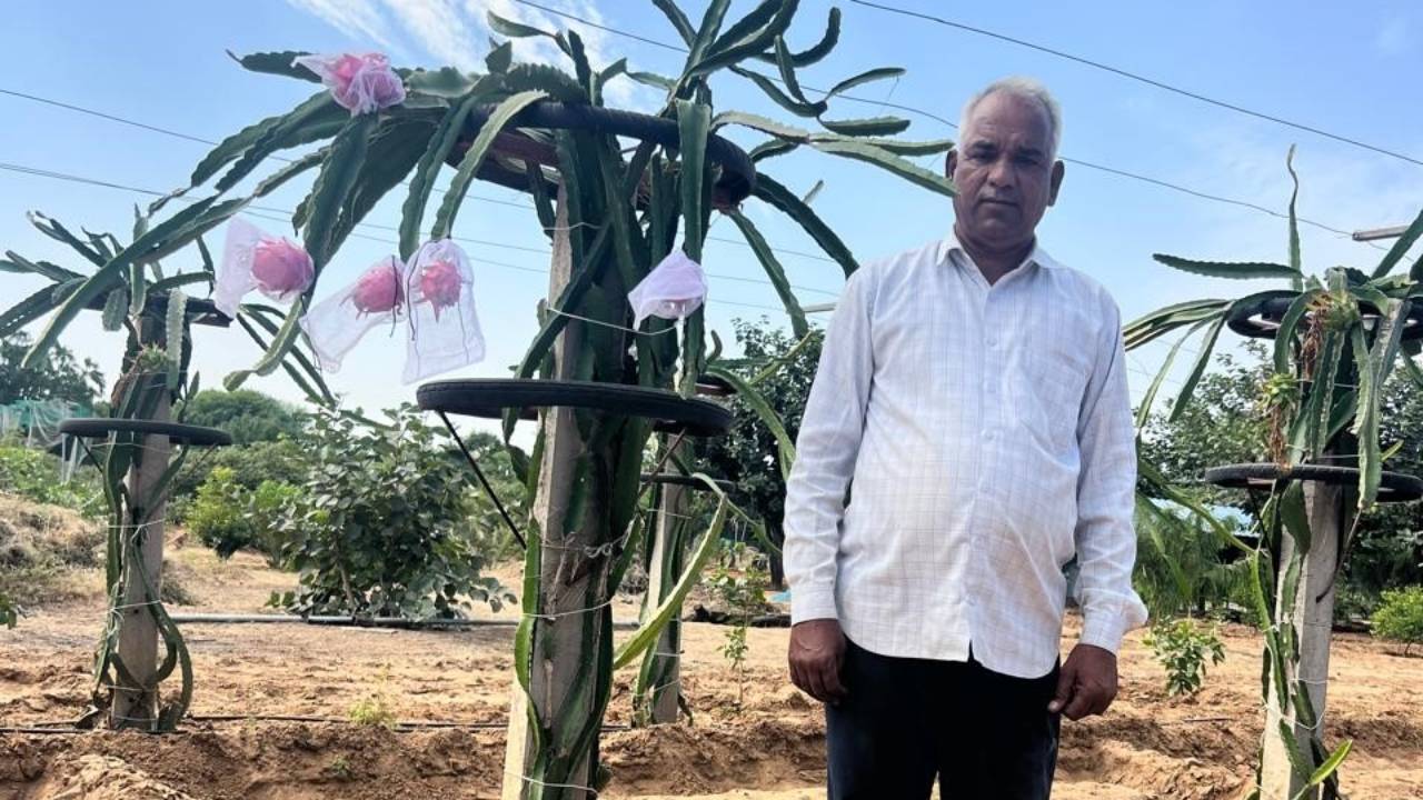 ड्रैगन फ्रूट बेचकर हर महीने लाखों कमाते हैं राजस्‍थान के रामकुमार यादव