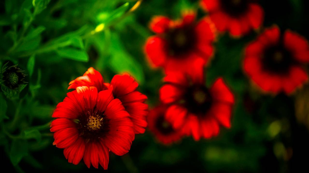 पूरे साल खिलता है यह फूल, जानें गमलों में कैसे उगाएं गैलार्डिया