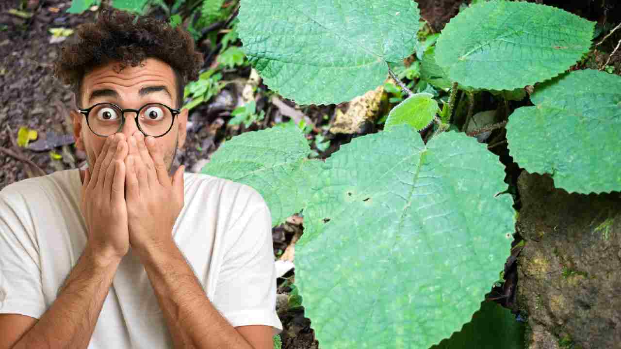 जिम्पई-जिम्पई: दुनिया का सबसे दर्दनाक पौधा, छूते ही होती है आत्महत्या की इच्छा