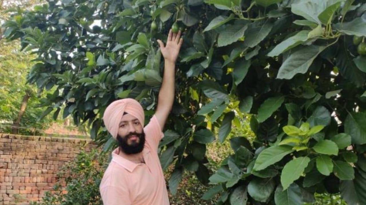 गेहूं, चावल उगाने वाले पंजाब में एवोकाडो की खेती! किसानों को हो रहा बंपर फायदा