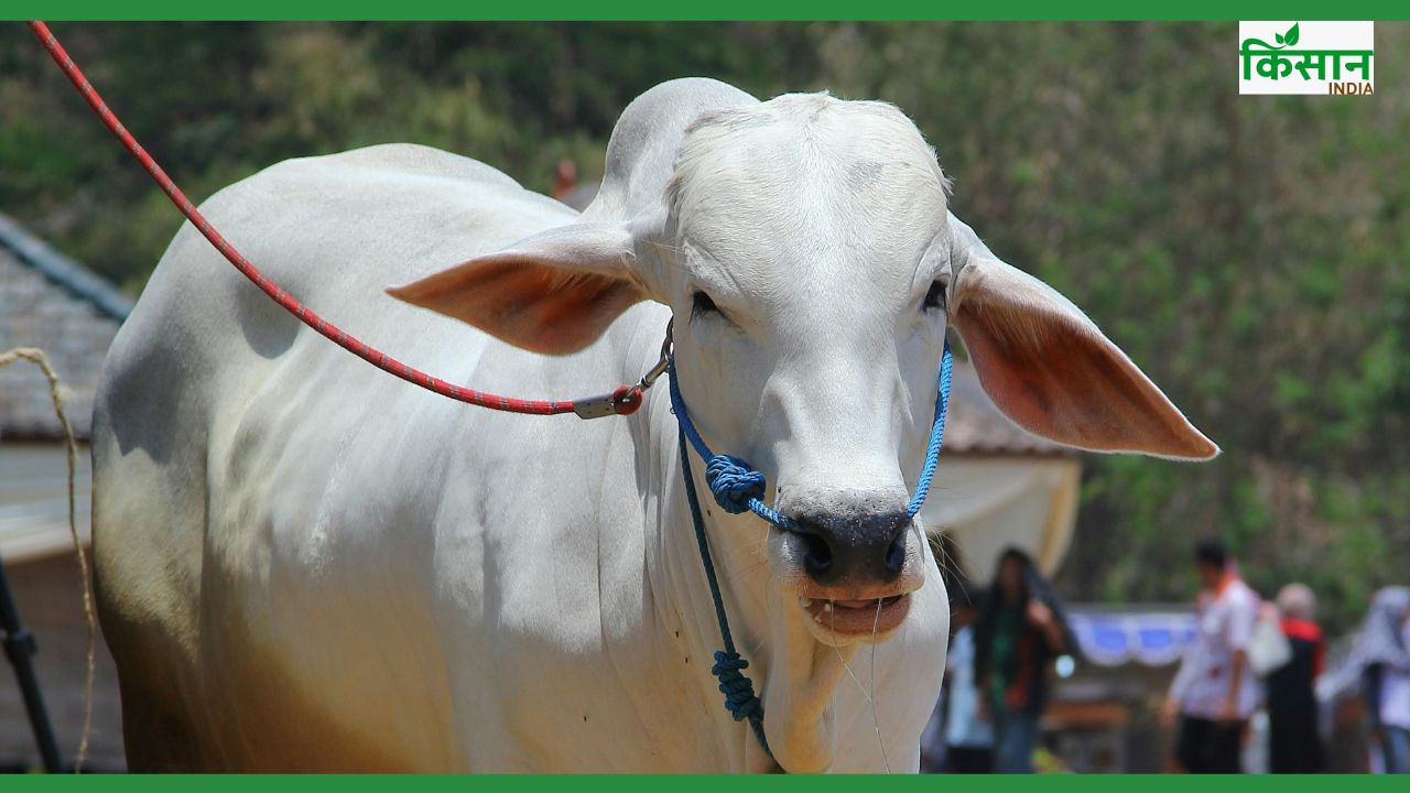 भारतीय नस्ल की गाय 41 करोड़ रुपये की बिकी, क्यों घट रही ओंगोल की संख्या?