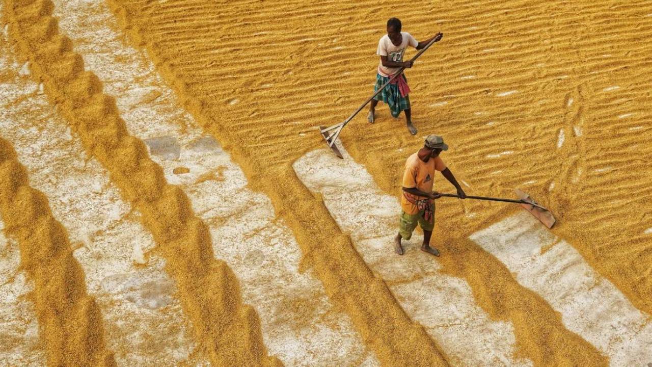 सरकार ने तय किया 31 मिलियन टन गेहूं खरीद का लक्ष्‍य, MSP पर भी हुआ फैसला