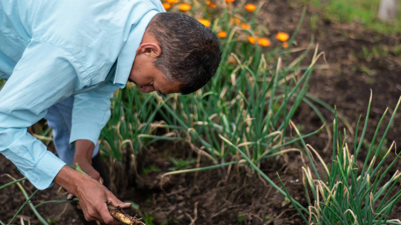 प्‍याज की यह किस्‍म किसानों के लिए सबसे ज्‍यादा फायदेमंद, जानें कौन सी