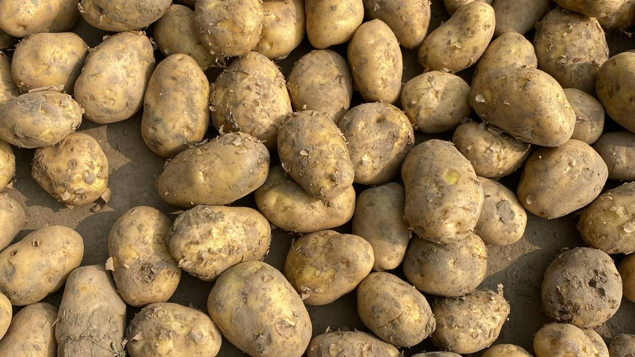 आलू की खेती के बाद खेत में बोए यह फसल, होगी बंपर कमाई  