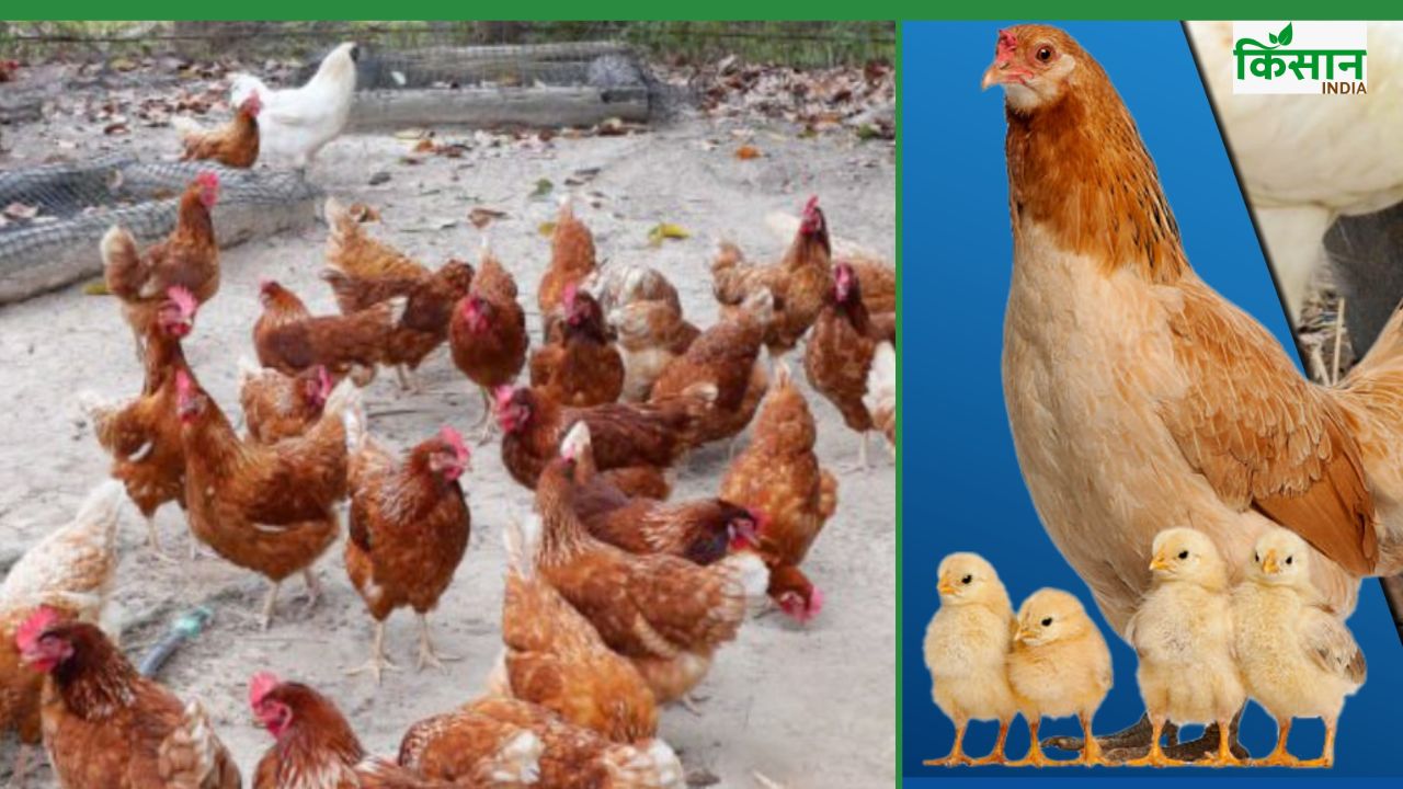 Poultry care: गर्मियों में मुर्गियों की सेहत का ध्यान रखना जरूरी, इन बातों का करें पालन