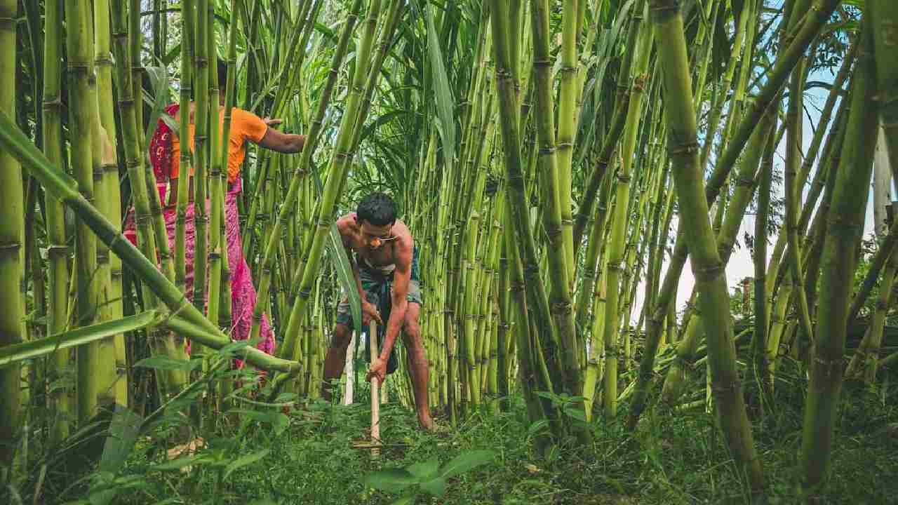 गन्ने की टॉप किस्में जो देंगी आपको जबरदस्त फायदा, अप्रैल में करें बुवाई