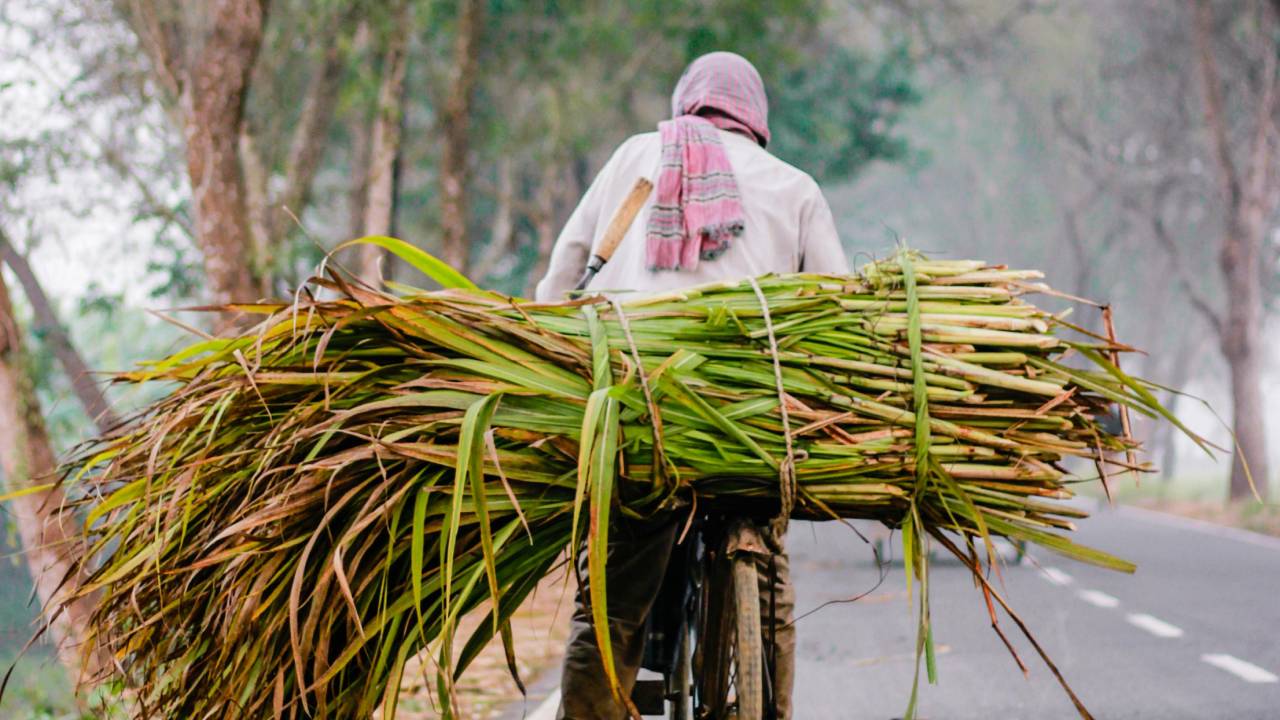 गन्‍ने की फसल को ‘कैंसर’ से बचाने के लिए करें इस खाद का प्रयोग, बीमारी पास भी नहीं फटकेगी!