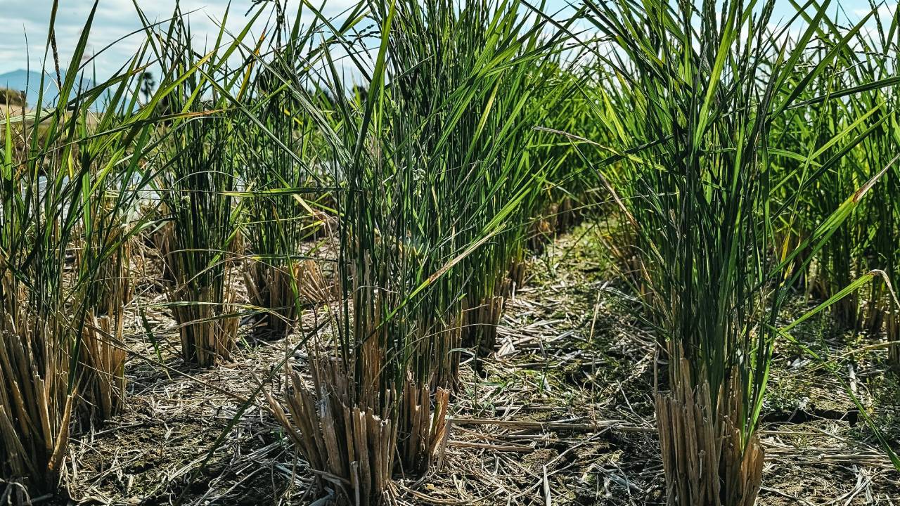 चूहे चट कर गए 4 करोड़ का गन्‍ना, बारिश ने भी किया किसानों को बर्बाद