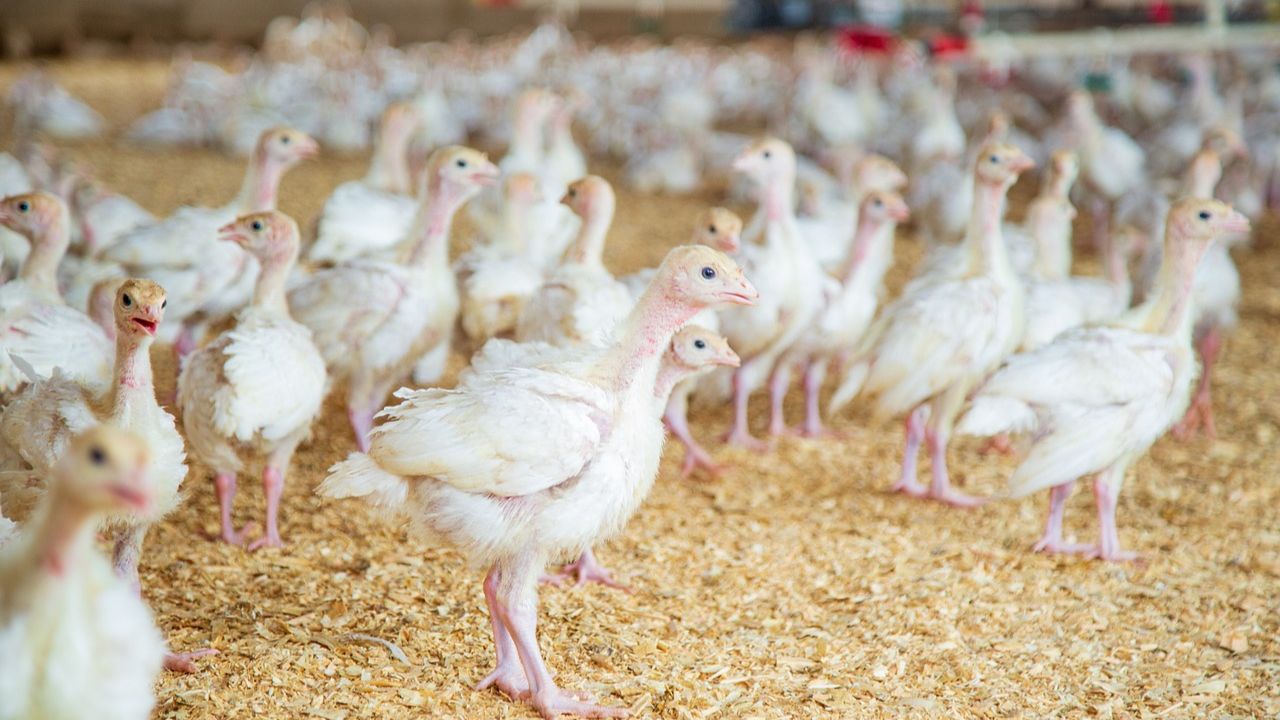 Poultry Farming: मुर्गीपालन करने वालों को अमीर बना सकती हैं मुर्गियों की ये 20 नस्लें, देखें लिस्ट