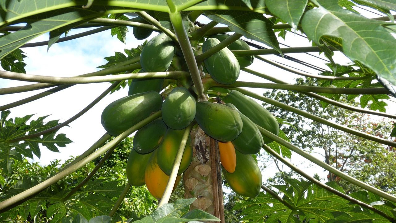 ओडिशा के हरे पपीते को लंदन में मिली पहचान