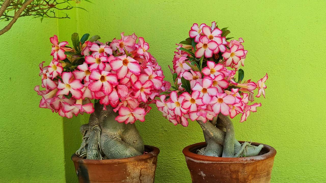 रेगिस्तानी गुलाब से हर साल 60 लाख की कमाई कर रहे तिरुवल्लूर के जालंधर