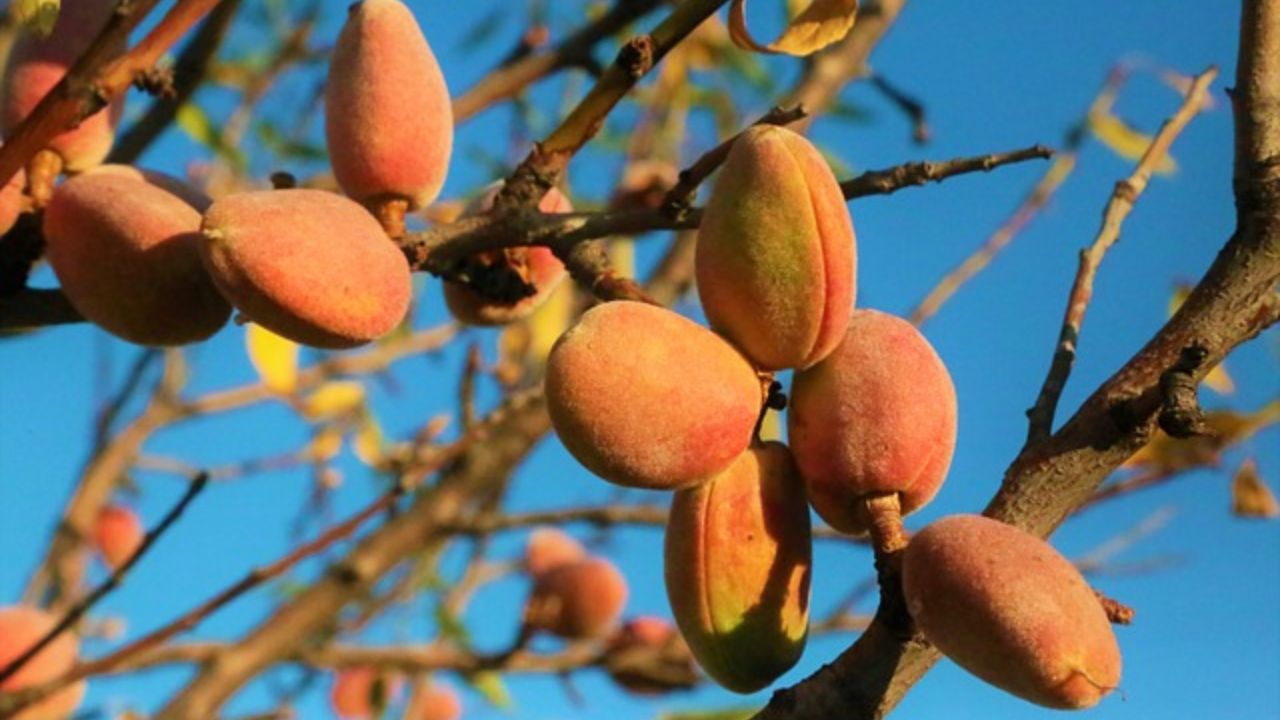 फंगस से नहीं होगा फसल का नुकसान, जानिए बादाम के पेड़ों की सही देखभाल