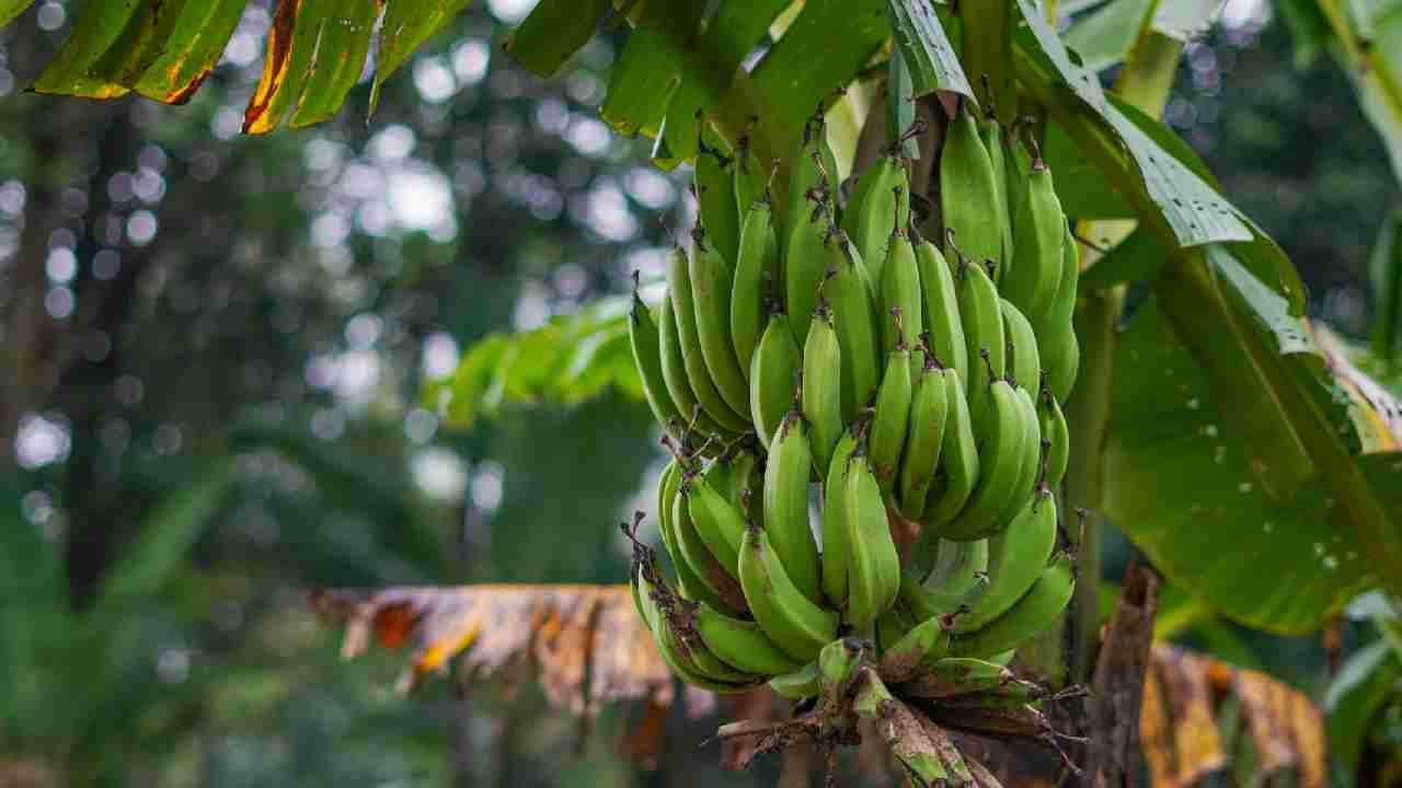 केले की खेती से पहले जानें इसकी किस्में, फिर करें सही तरीके से रोपाई