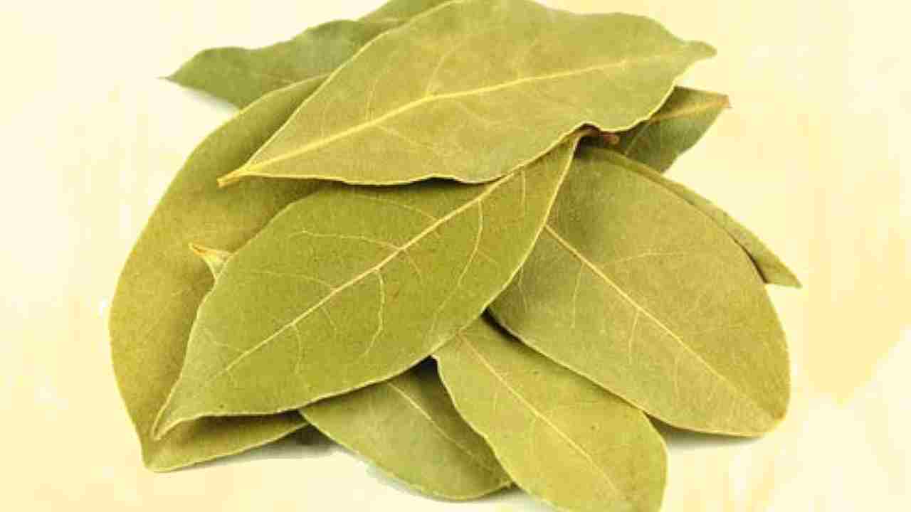 तेज पत्ता की खेती से करें तगड़ी कमाई, जानें बिजनेस शुरू करने के फायदे
