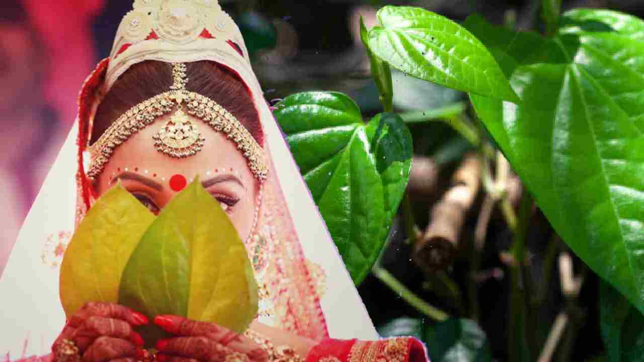गमले में पान का पौधा लगाने का आसान तरीका, आज ही करें शुरुआत