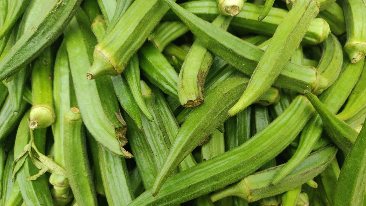 भिंडी की फसल में हो गया है कीटों का हमला? जानिए कैसे करें बचाव