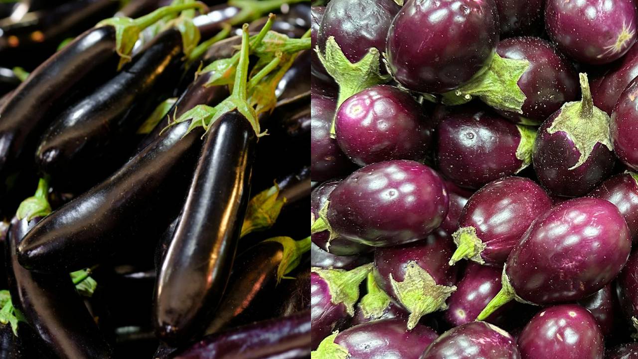 बैंगन के पौधों में नजर आए ये तीन बीमारियां, तो तुरंत करें ये काम