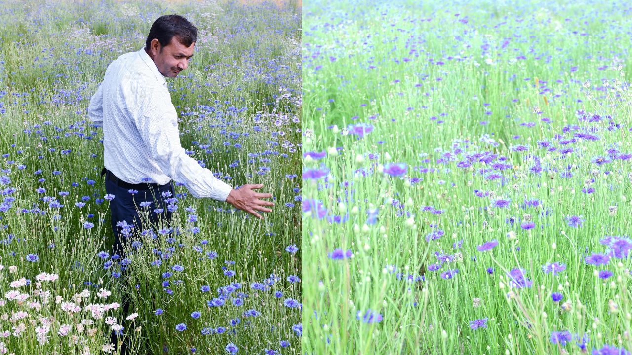 बुंदेलखंड की धरती पर विदेशी फूल ब्लूकॉन की खेती, किसान हो रहे मालामाल