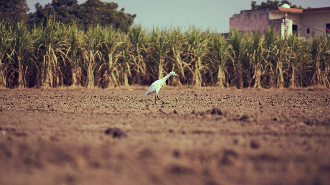 छत्‍तीसगढ़ बजट 2025: गन्‍ना किसानों के लिए 60 करोड़ रुपये के बोनस का ऐलान, खेती के लिए और क्‍या खास
