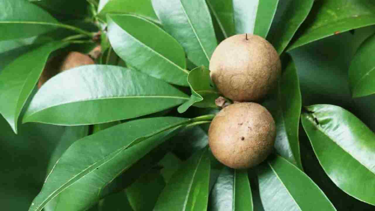 कम लागत में ज्यादा मुनाफा, ऐसे करें चीकू की खेती
