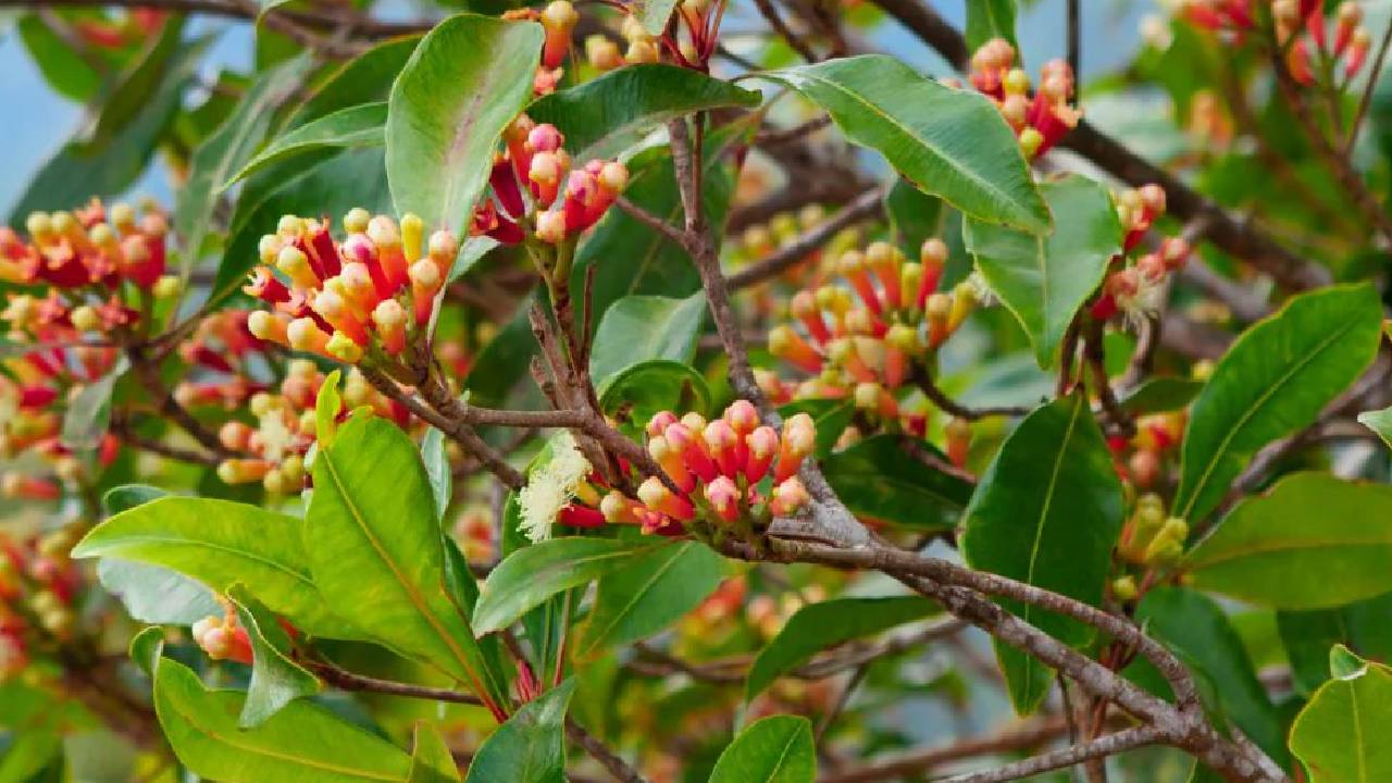 किसानों का एटीएम साबित होगा यह पौधा, एक बार लगाएं और 60 साल तक पाएं मुनाफा