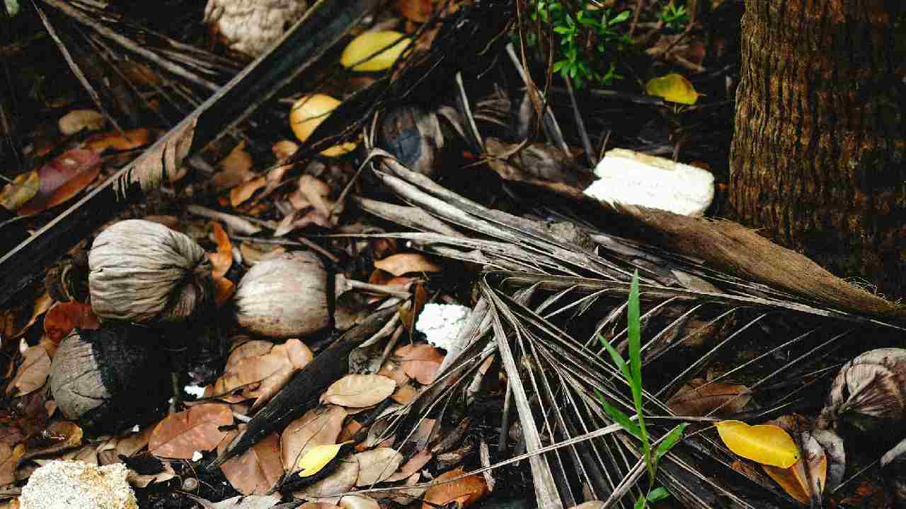 अगर सूख रहा है नारियल का पेड़, तो तुरंत अपनाएं ये उपाय
