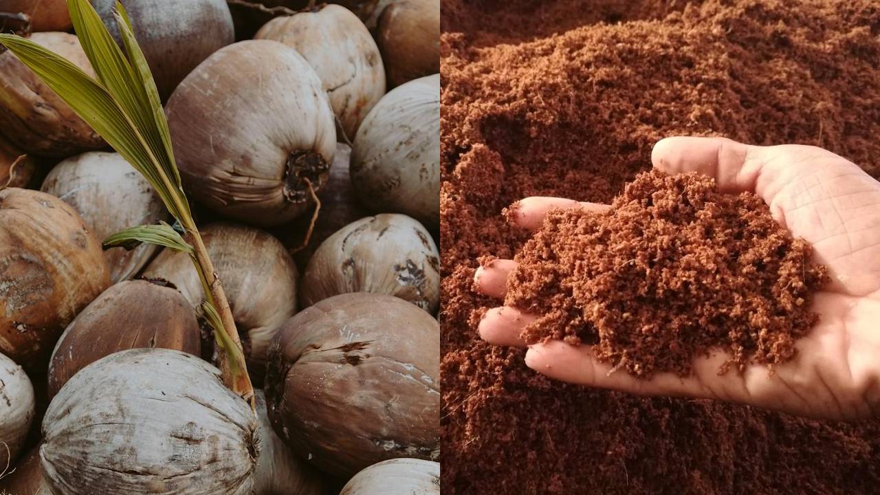 घर पर ऐसे बनाएं कोकोपिट, बगीचे के लिए फायदेमंद और सस्ता उपाय