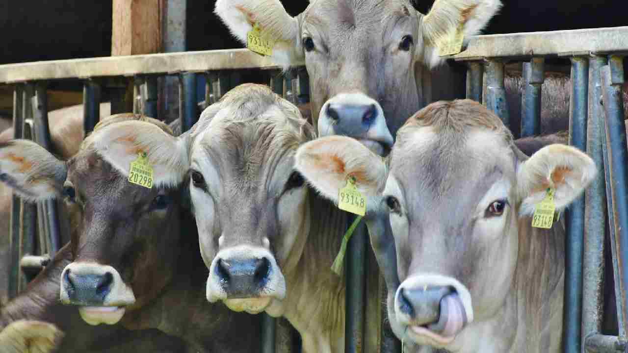 भारत में गौशाला खोलने का आसान तरीका, बस करना होगा ये काम