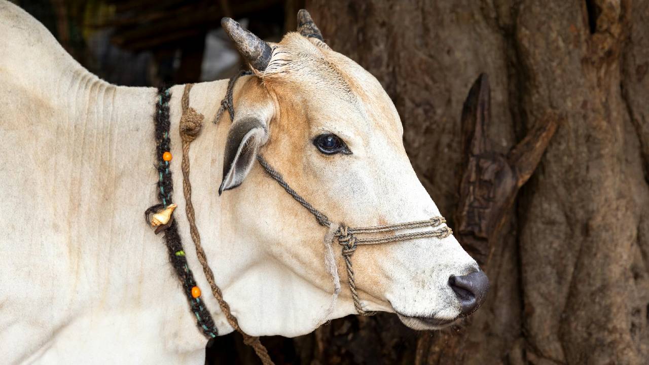 अब गाय पालन से बढ़ेगी आमदनी,  सरकार दे रही 10 लाख तक का लोन