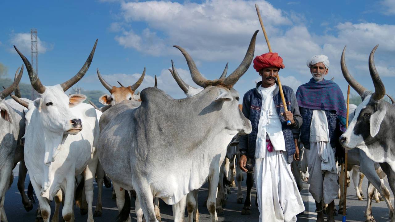 अब पशुओं के लिए भी जन औषधि केंद्र, किसानों को मिलेंगी सस्ती और बेहतर दवाएं