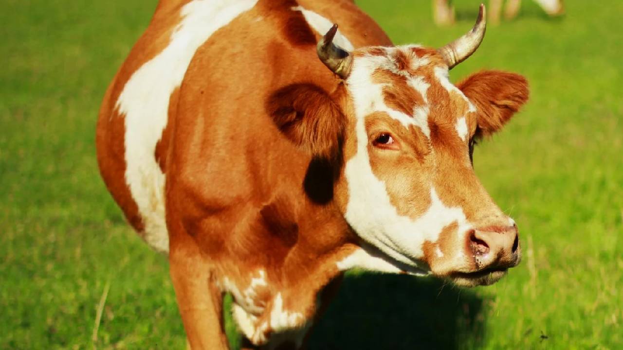 मवेशियों के दस्त रोकने के लिए अपनाएं ये घरेलू नुस्खे
