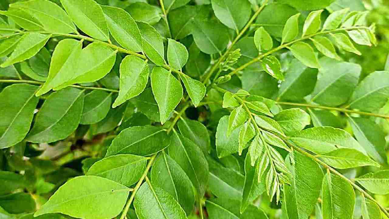 घर पर नहीं उग रहा करी पत्ते का पेड़- तो यहां पढ़ें आसान टिप्स