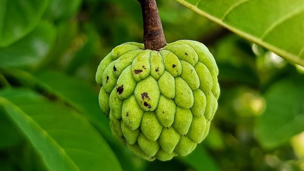 सीताफल की खेती से कमाएं बंपर मुनाफा, अपनाएं ये आसान तरीका