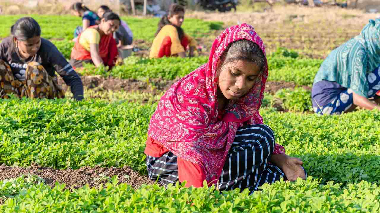 कर्नाटक के किसानों को नहीं मिल रहे खेती के लिए मजदूर, अब मशीनों का ले रहे सहारा