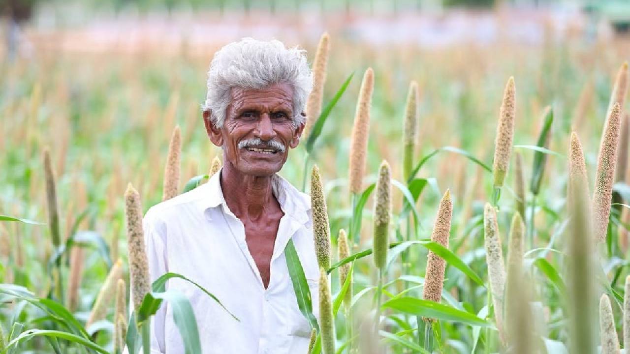 धान और मक्का का बढ़ेगा भंडार, जायद फसलों की बुवाई में 7 फीसदी की बढ़त