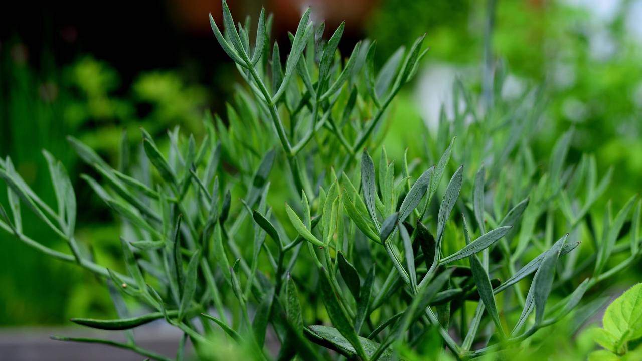 मसाले की दुनिया का हीरा है सौंफ, सही खेती से बढ़ेगी किसानों की कमाई
