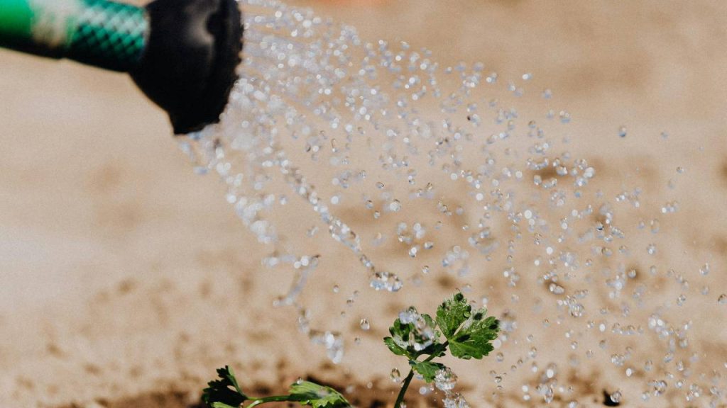 गैलार्डिया के पौधे जलभराव की स्थिति में मर जाते हैं. इसलिए यह सुनिश्चित करें कि जड़ को सड़ने से बचाने के लिए मिट्टी से पानी अच्छे से निकल सके. बीजों को गर्मियों में सीधे बगीचे में बोया जा सकता है या फिर गमलों में भी लगाया जा सकता है. गैलार्डिया को एक हेक्टेयर में उगाने के लिए 500 से 600 ग्राम बीज की जरूरत होती है. गैलार्डिया के पौधे जलभराव की स्थिति में मर जाते हैं. इसलिए यह सुनिश्चित करें कि जड़ को सड़ने से बचाने के लिए मिट्टी से पानी अच्छे से निकल सके. बीजों को गर्मियों में सीधे बगीचे में बोया जा सकता है या फिर गमलों में भी लगाया जा सकता है. गैलार्डिया को एक हेक्टेयर में उगाने के लिए 500 से 600 ग्राम बीज की जरूरत होती है.