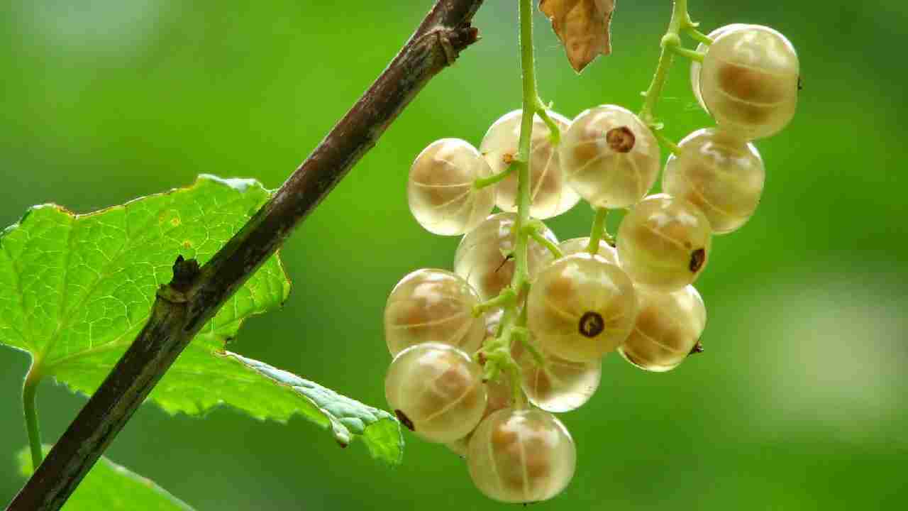 आंवला को नुकसान पहुंचाने वाले 8 रोग, बचाव के लिए अपनाएं ये उपाय