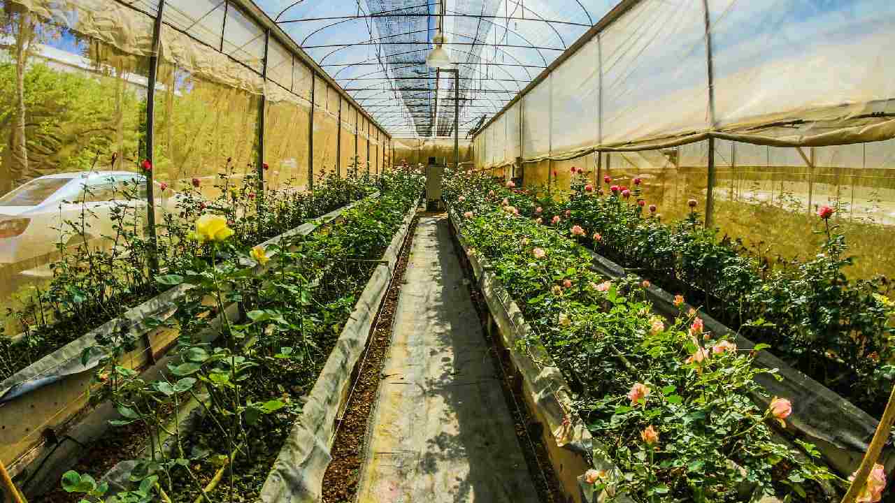 ग्रीनहाउस खेती के लिए किसानों को मिलेगी 70% सब्सिडी, जानें कैसे करें आवेदन