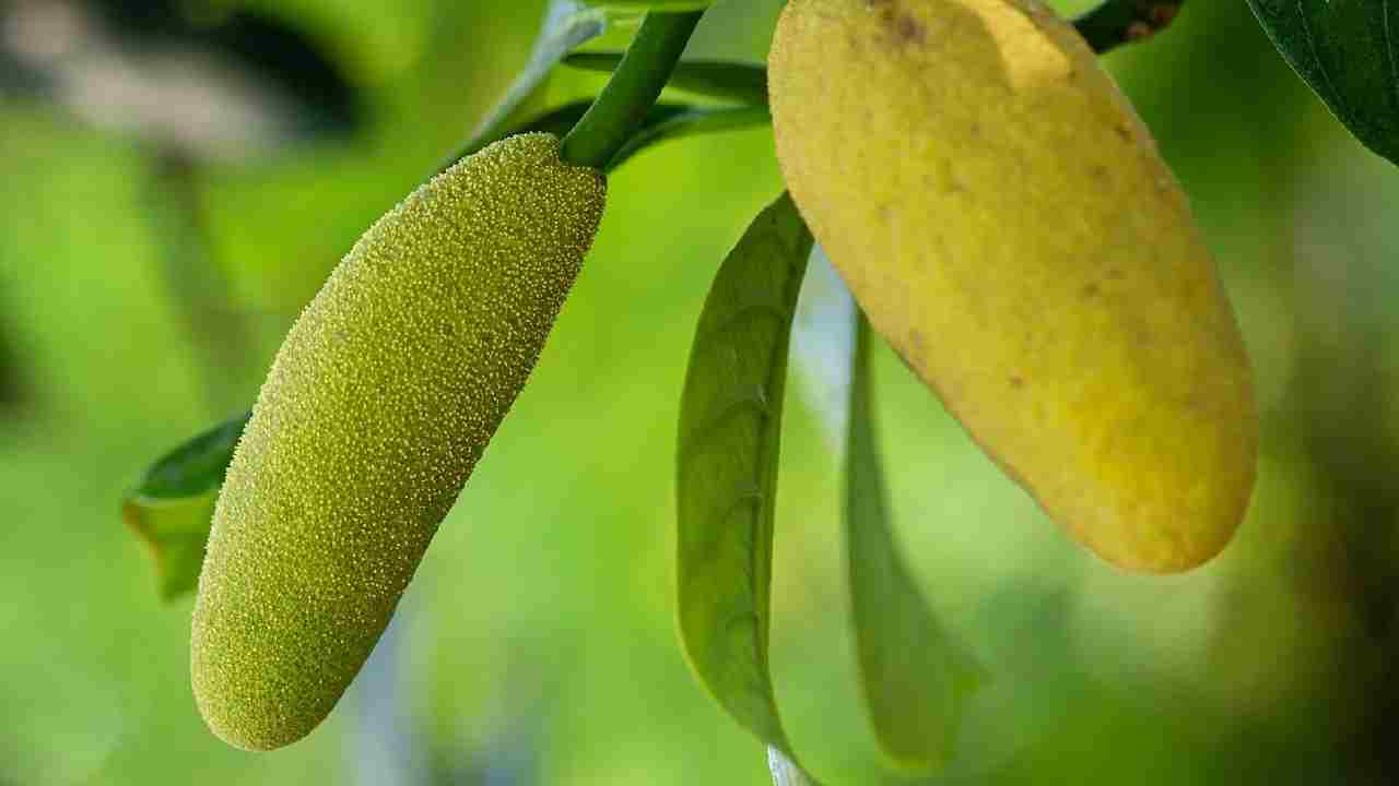 कटहल के नवजात फल गिरने की समस्या से कैसे निपटें? जानिए आसान उपाय