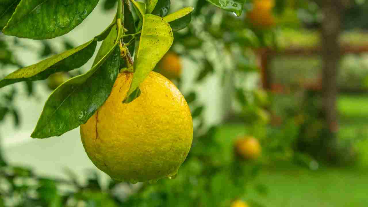 कैसे करें मार्च में नींबू के पौधों की देखभाल, जानें ये आसान टिप्स