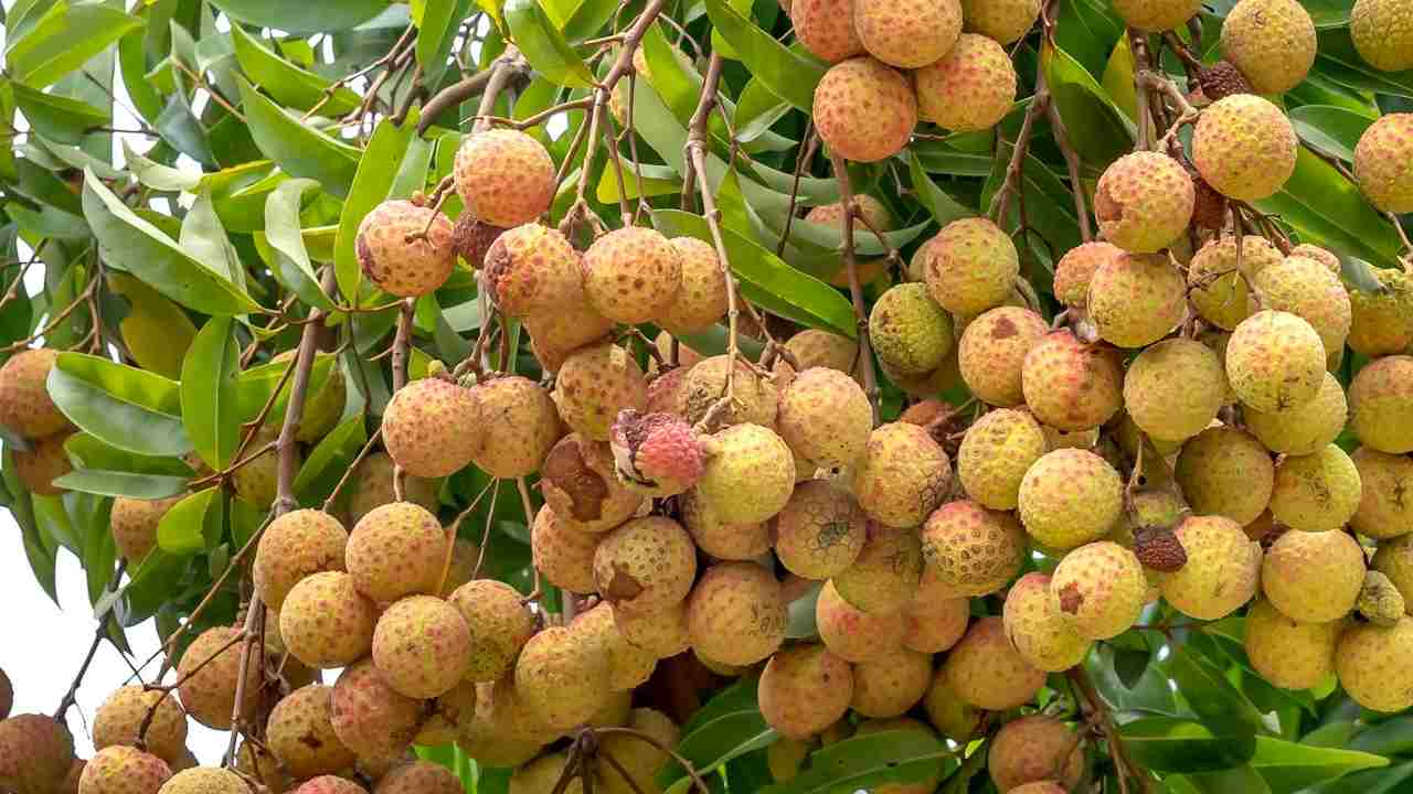 पेड़ में लीची के फल फटने से परेशान हैं किसान, एक्सपर्ट ने बताए बचाव के उपाय