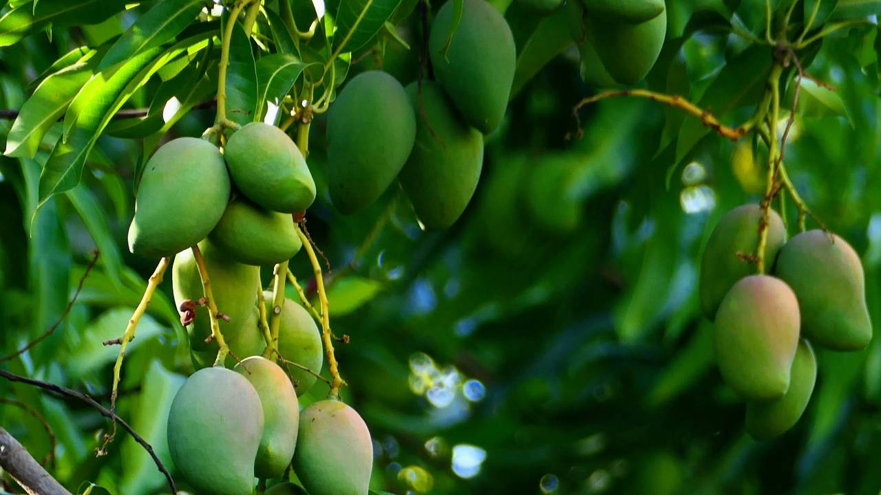 फलों का बाग लगाने से पहले जानें ये जरूरी बातें, होगी शानदार पैदावार
