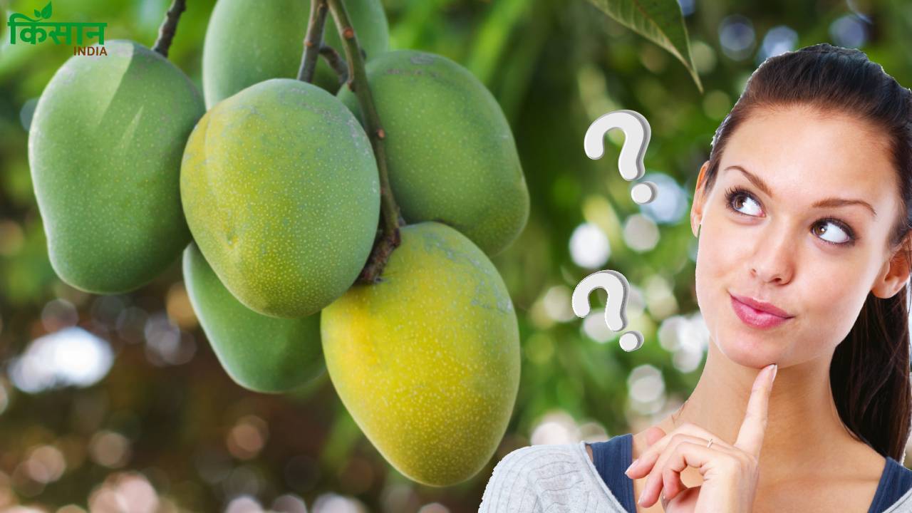 क्यों कहा जाता है इसे लंगड़ा आम? जानिए इसकी रोचक कहानी