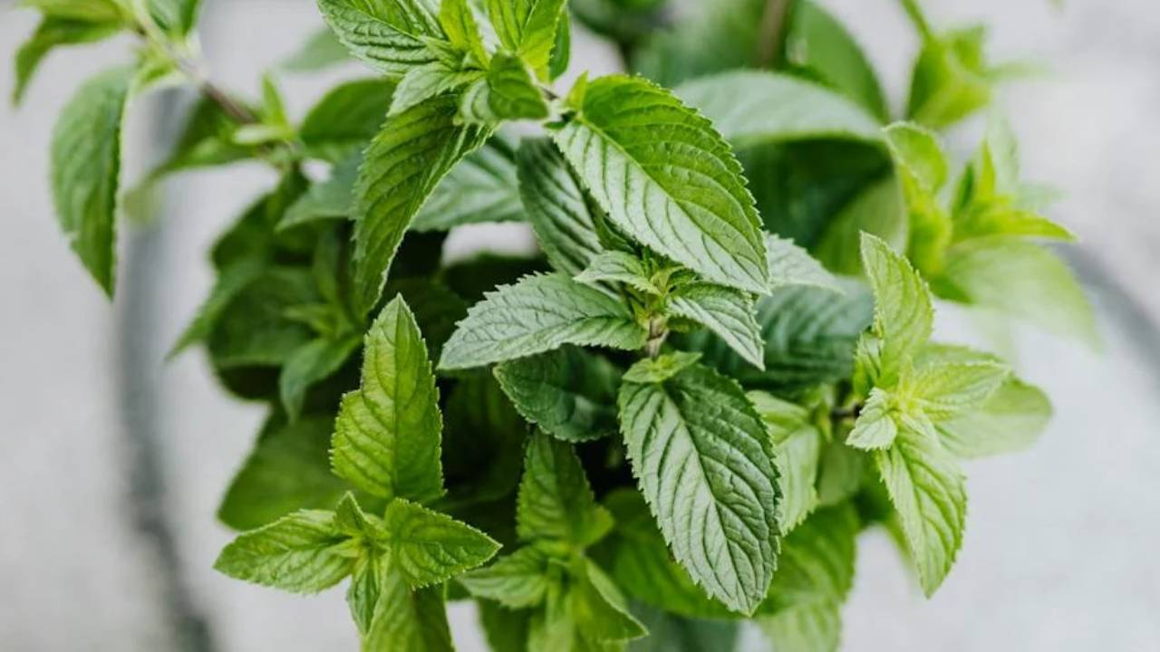 घर में पुदीना उगाने के आसान टिप्स, हर मौसम में मिलेंगी ताजा पत्तियां