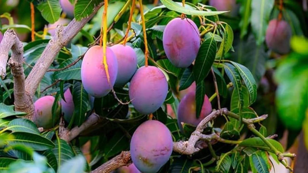 न अल्‍फॉन्‍सो न केसर यह‍ है दुनिया का सबसे महंगा आम, 3 लाख रुपये है कीमत