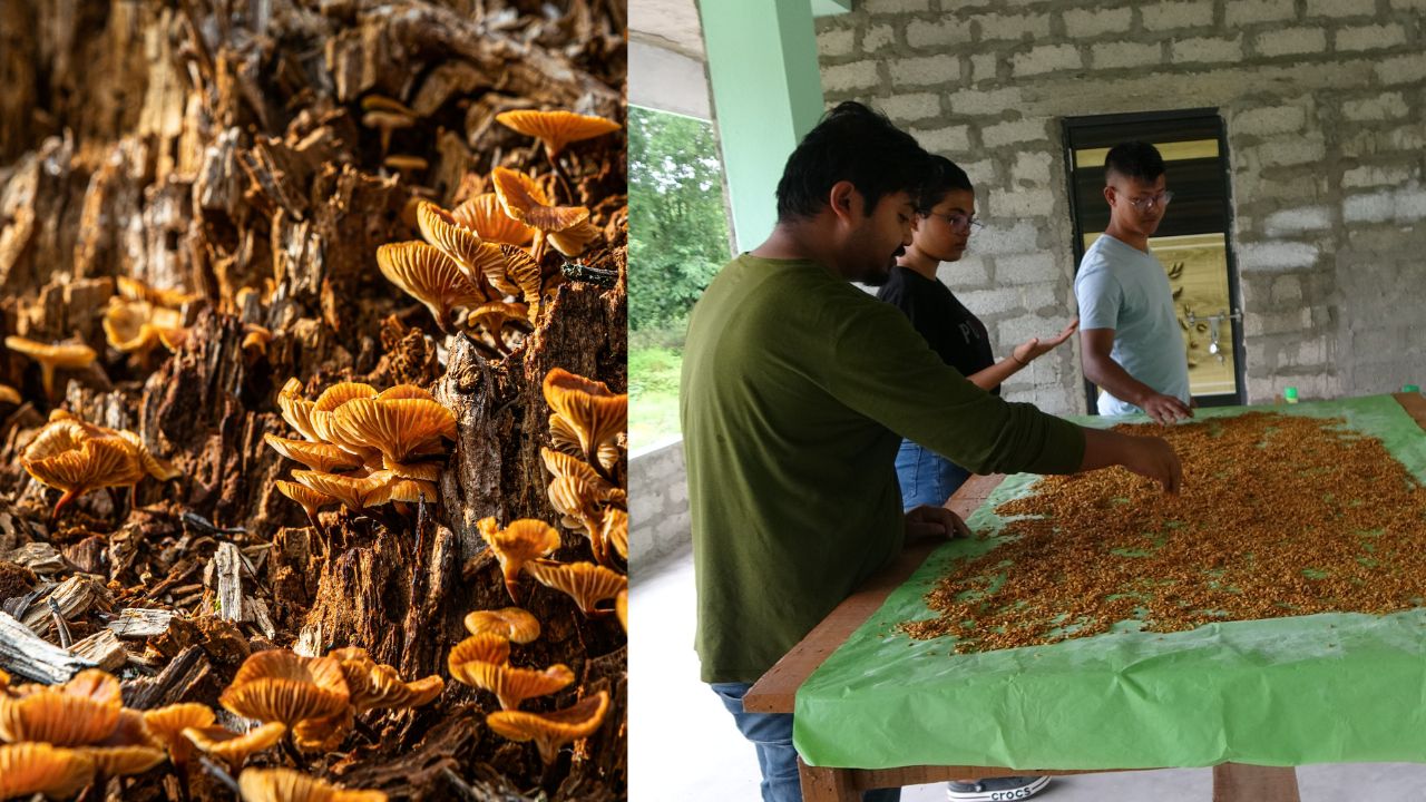 मेघालय के रेमंड बी. मार्वेन ने कैसे मशरूम उत्पादन से दूर की बेरोजगारी