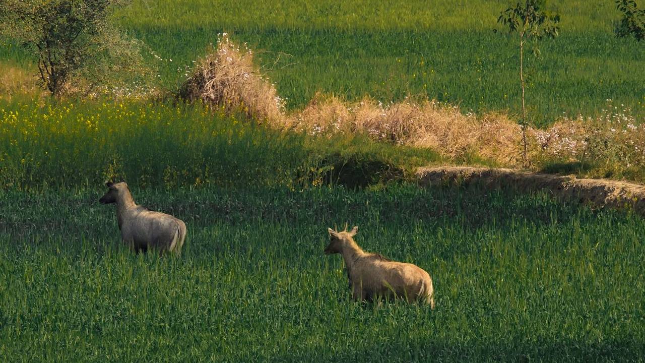 नीलगाय से बचानी है फसल, तो खेत के चारों ओर लगाए ये पौधा