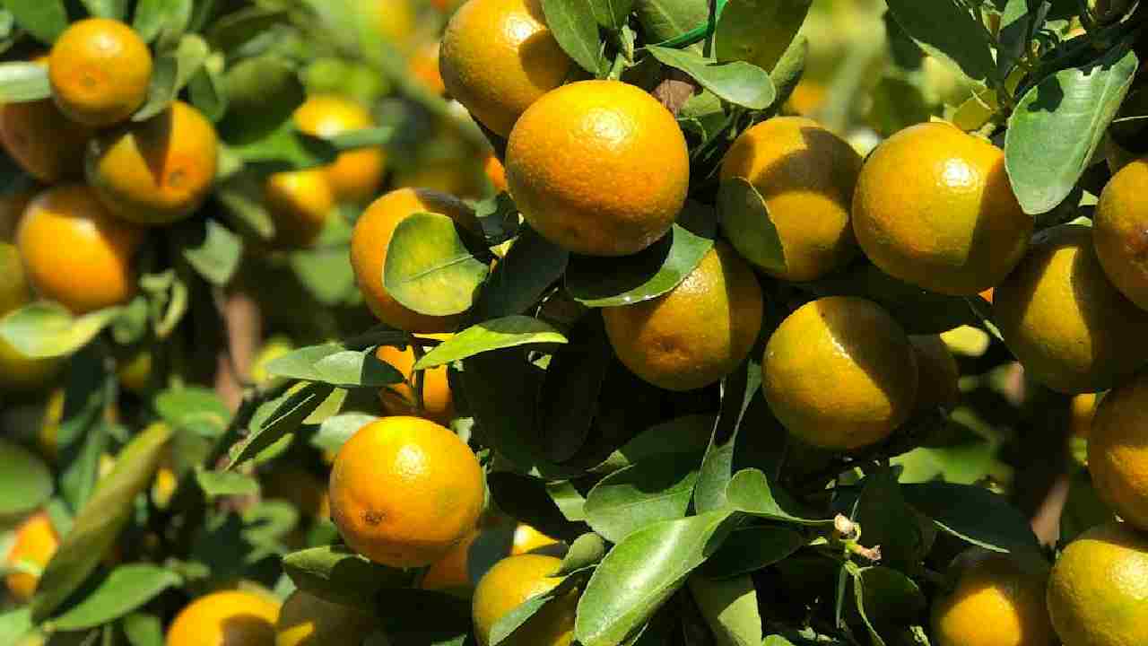 संतरे की फसल की कीटों से सुरक्षा अब आसान, बस करें ये कुछ जरूरी काम